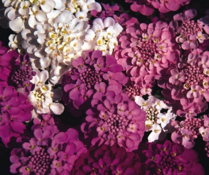 Picture of Candytuft - Crown Mixed